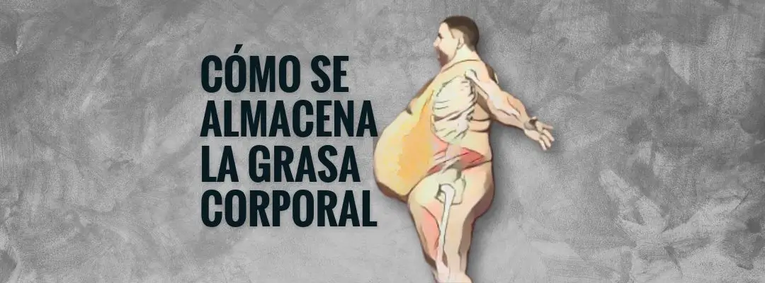 cómo se almacena la grasa corporal
