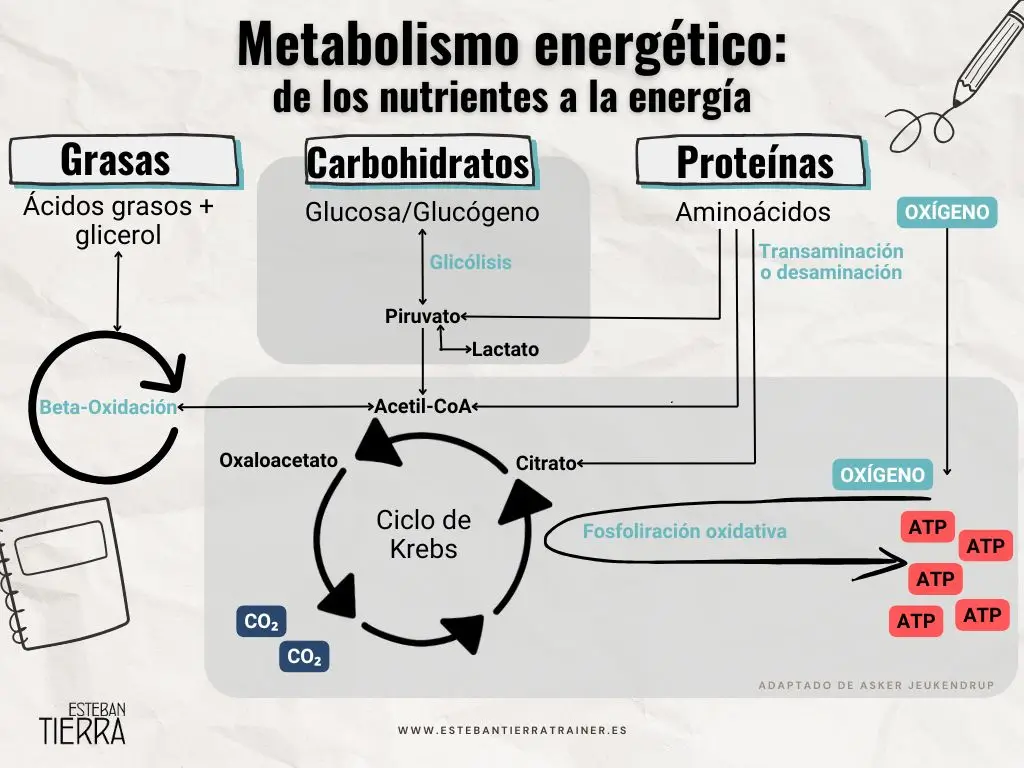 flexibilidad metabólica. Metabolismo energético