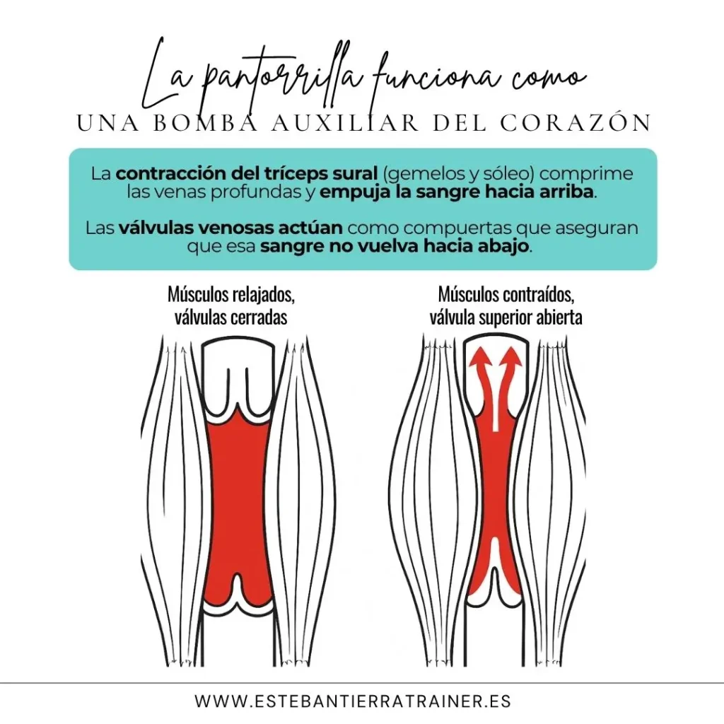 segundo corazón, pantorrillas, retorno venoso