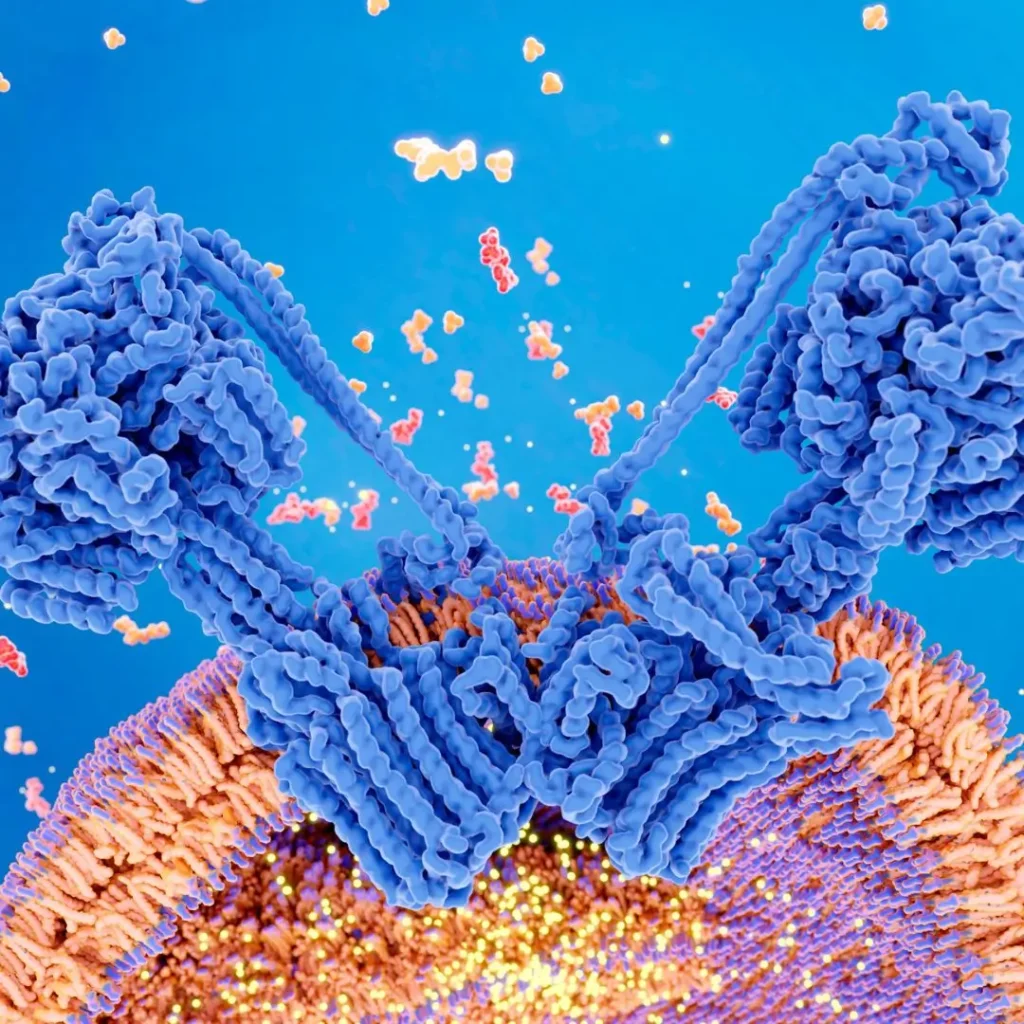 biogénesis mitocondrial; ATP sintasa mitocondrial; producción ATP