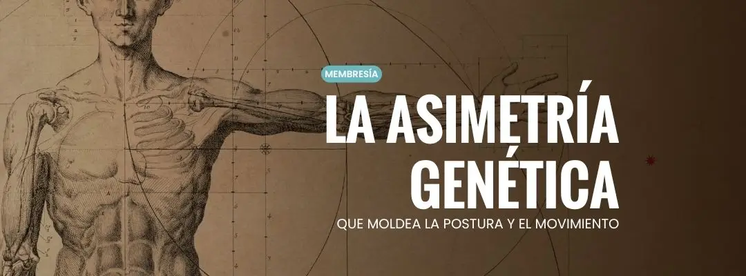 La asimetría genética que influye en tu postura y movimiento