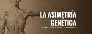 asimetría genética; left AIC