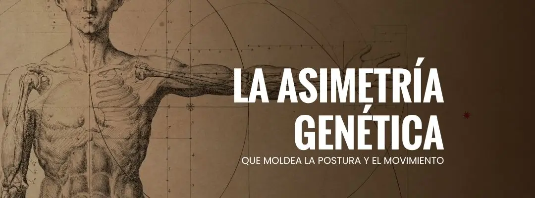 La asimetría genética que influye en tu postura y movimiento