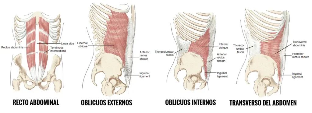 qué es el core; abdomen; musculatura abdominal