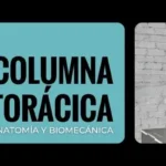 La columna torácica: anatomía y biomecánica
