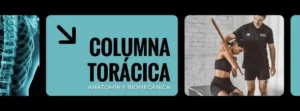 columna torácica