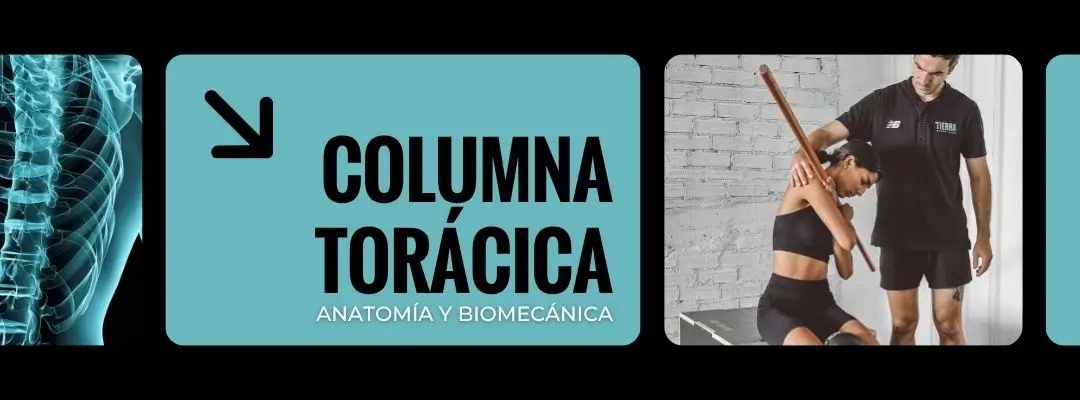 La columna torácica: anatomía y biomecánica