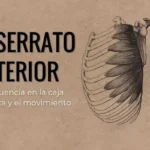 El serrato anterior: influencia en la caja torácica y el movimiento