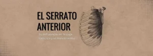 serrato anterior