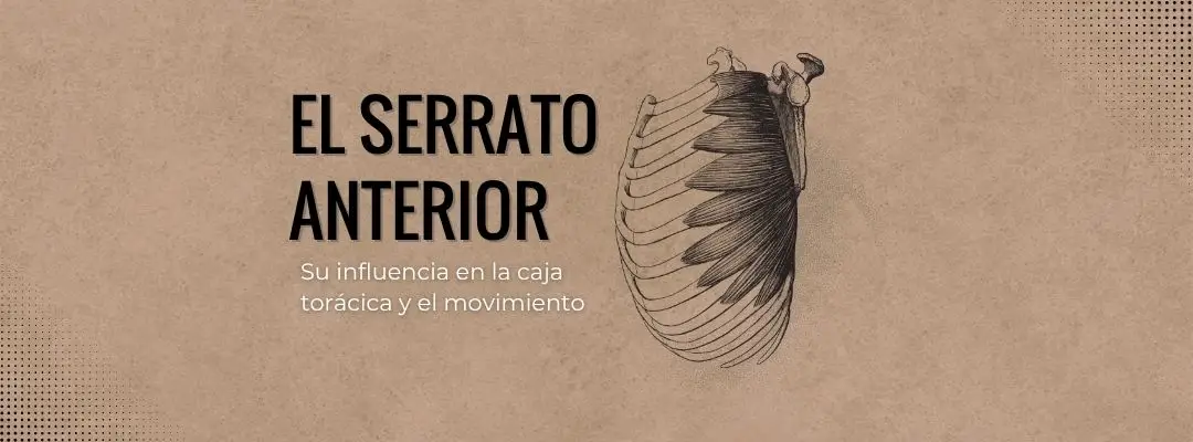 El serrato anterior: influencia en la caja torácica y el movimiento