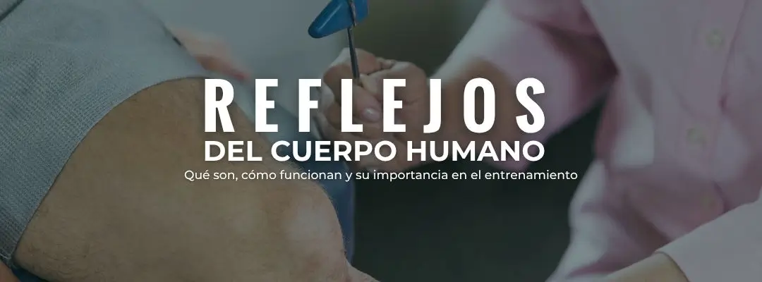 Reflejos del cuerpo humano: qué son, cómo funcionan y su importancia en el entrenamiento